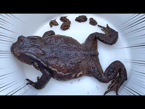 真冬の山奥で巨大なカエルが出たあああぁぁぁ!!!!!