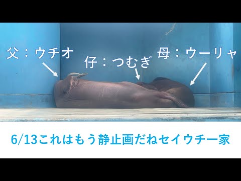 猫の動画サムネイル - 6/13朝のセイウチ一家