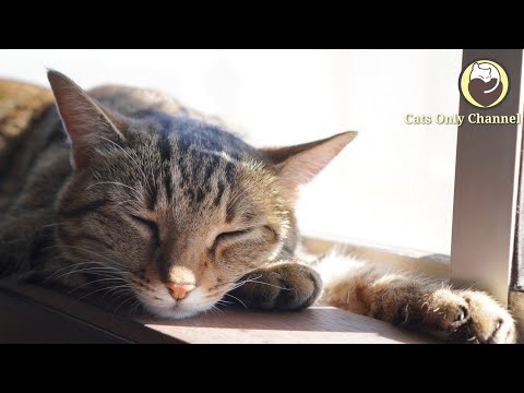 Music for Cats - Relaxation, Anxiety Relief, Deep Sleep Music