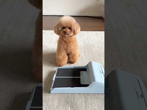 爪を研ぐとおやつがでてくるおもちゃ、試してみた😆 #dog #cutedog