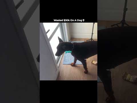 Wasted $30k On Useless Dog💀@TJRTrades #tjr