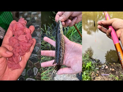TTA - Thử Dùng Thịt Bò Cắm Câu | Hành Trình Săn Cá To Của Cần Thủ Tổng Hợp P1