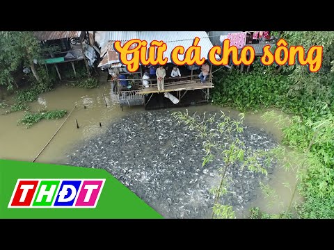 Giữ cá cho sông - Độc chiêu cách "nhử" cá tự nhiên của người miền Tây | THDT