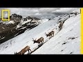 Wildlife Encounters and Migrations