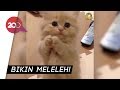 Muusika ja Aplausi Küsitlus