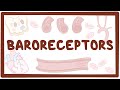Baroreceptors and Blood Pressure Regulation