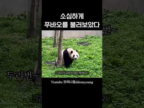 소심하게 한국말로 푸바오 불렀을때 반응 #fubao