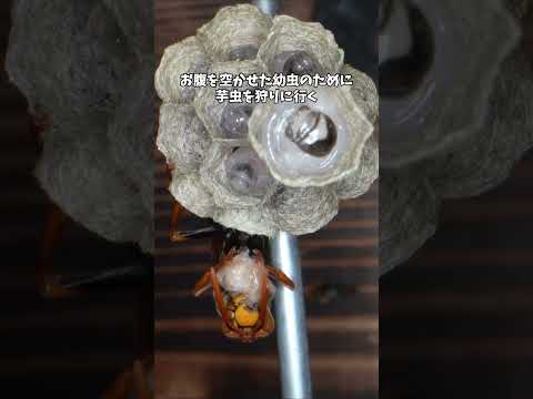 全部1匹でやるお母さん #アシナガバチ #ワンオペ育児 #昆虫観察