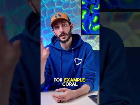 FASTER Coral Growth? #brstv Temperature is one the CORE fundamentals of any successful reef tank!
#shorts #BRStv

Keep your reef