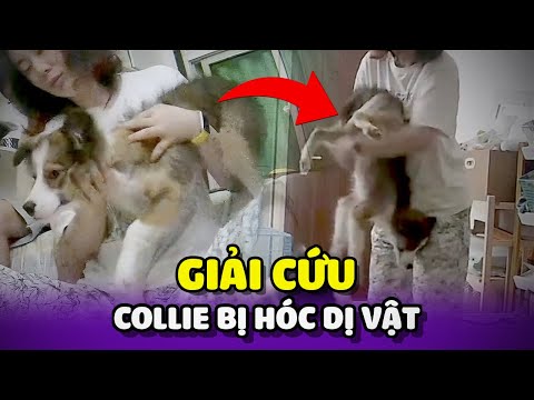 Kịp thời giải cứu chú có Collie bị hóc dị vật 😢