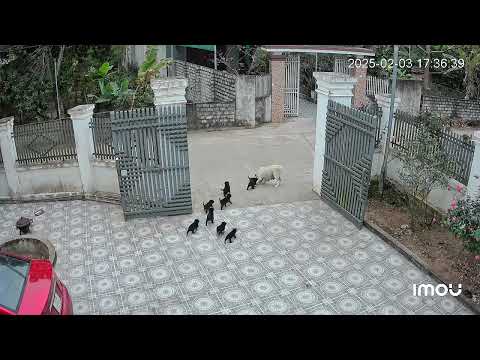 Labrador Mother Panics As Puppy Runs To Street