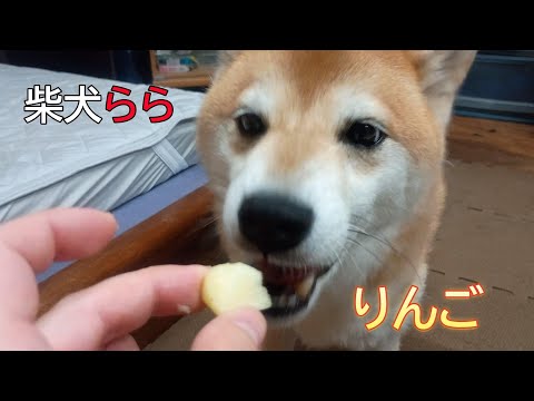 りんご