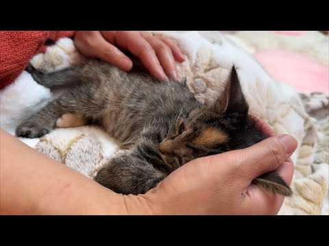 子猫のかわいい近況とこれからの成長について サムネイル