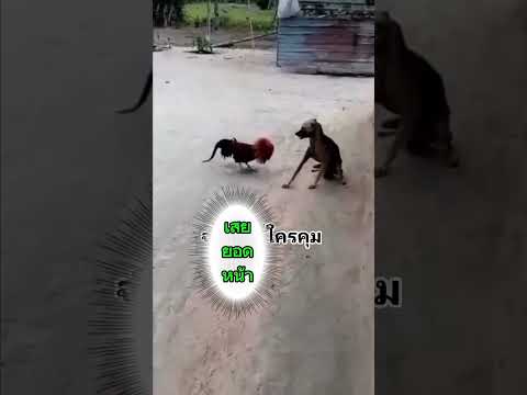 อย่ามาซ่ากับพี่ไอ้น้อง😆😆😆 #คลายเครียด #ตลก #funny #ฮาๆ #pets