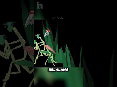 Kawin Sekaligus Jadi Santapan 💀 #informatif
