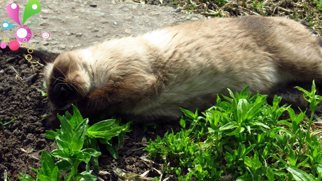 Ароматерапия для кота. Пять минут релакса/Aromatherapy for cat. 5 minutes of relaxation