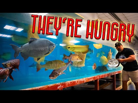 FEEDING ALL OUR MONSTER FISH In this video, we're going to feed all our monster fish! 

Aquariums are amazing and keeping all you