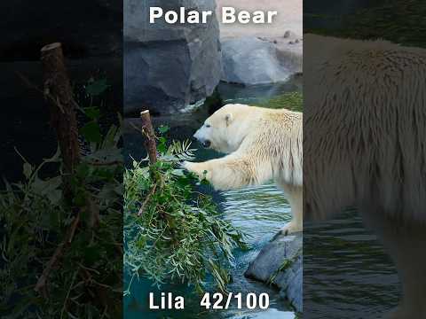水中バックドロップ！ヤナギと戦うホッキョクグマ「リラ」#polarbear  #shorts