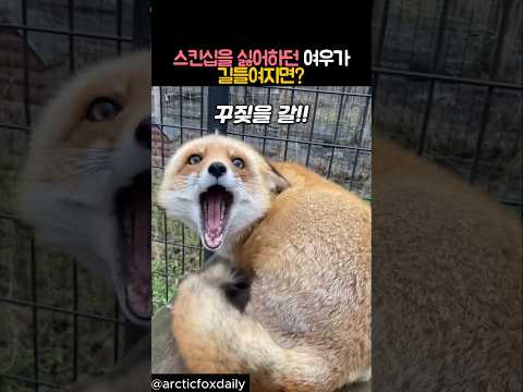 스킨십 싫어하던 여우가 길들여지면? #동물 #여우