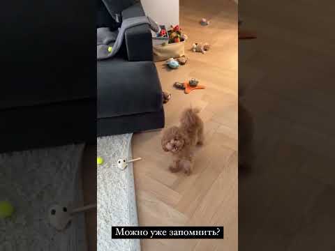 Алексей Жидковский и собаки #shorts