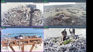 Osprey Nests Live again ! New Breeding Season