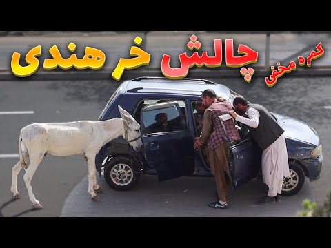 کمره مخفی خطرناک - این خر از هندوستان آمده و توبرکلوز گرفته