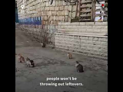 Syrian man prepares stray cats for Ramadan