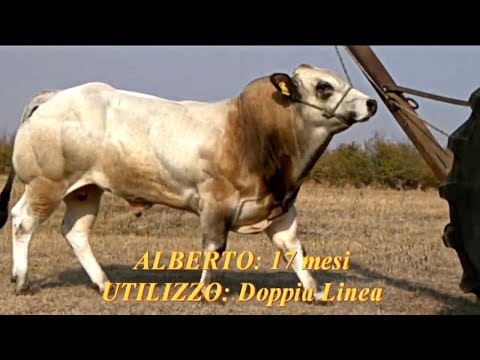 Young Piemontese Bulls