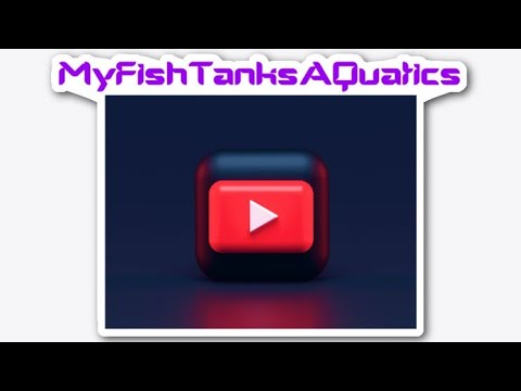 MFTAQ Weekly Live Stream Just a guy who keeps fish!
If you sub me great I will sub back.

Our Awesome Logo by_  @atomic_in