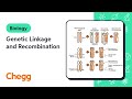 Genetic Linkage and Recombination