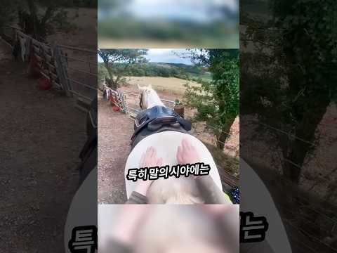말에게 다가갈 때 하는 실수🐎