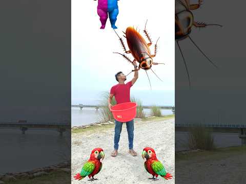 Flying crying babies Cockroach vs danching fote dog,, cute buddhi,, duck,, good day funny video 😃