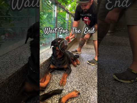 Rottweiler attack the owner. Rottweilers Aggressive Attack Video- What To Do ? #shorts #rottweiler