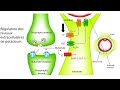 Epilepsy and Astrocyte Functions