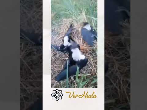 Kuşlar Kadar Olamadık | Birds protect nature
