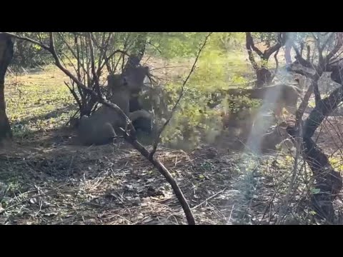 lioness dragging out warthog in the burrow video