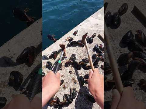漁港に大量のムール貝を落としたら異状すぎ