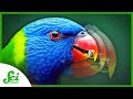 Bird Adaptations and Climate Change