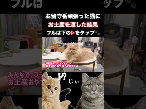 猫の動画サムネイル - 猫にお土産を買ってきてあげたら、猫たちが...#shorts #猫 #猫のいる生活