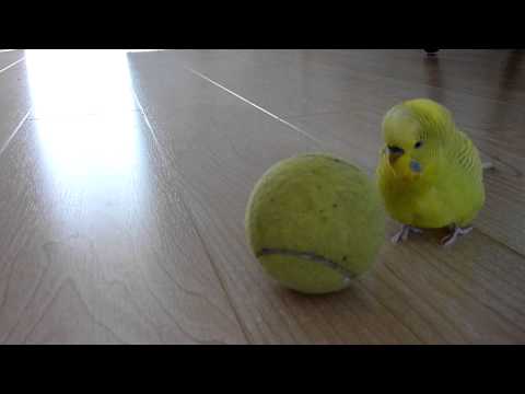 Budgie Balancing Trick