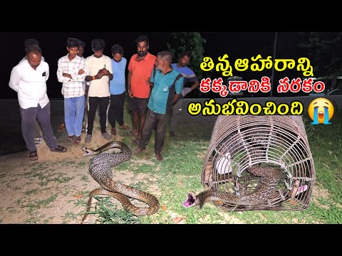 #Indian #sprectacled cobra snake  తిన్న ఆహారాన్ని కక్కడానికి నరకం అనుభవించింది 😭