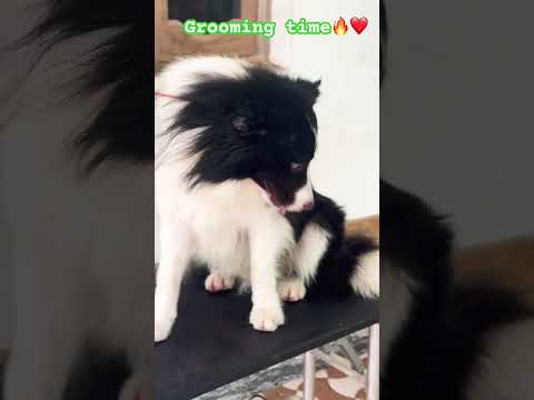 Stay connected subscribe for Border Collies