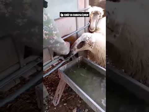 Koyunun temiz su içme arzusu #keşfet #öneçıkar #koyun #su #hayat #köy #ahır