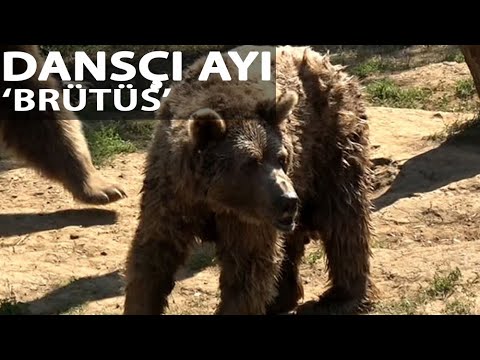 Barınaktaki Son Dansçı Ayı ‘Brütüs’