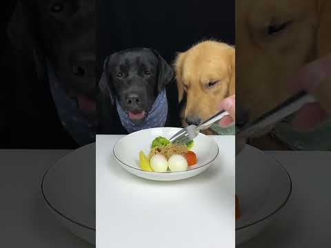 Today We Eat Eggs And Noodles. Labrador and Golden. The Daily Life Of Two Cute Dogs