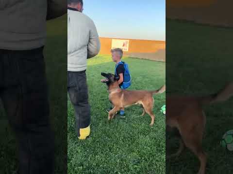 Defensa del dueño!! #malinois #pastormalinois #mondioring #defensa #dogtraining #k9