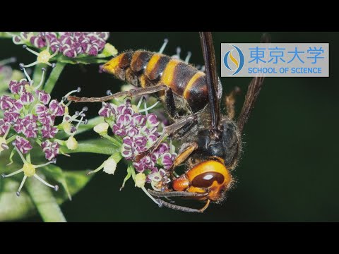研究室の扉「セリ科植物とスズメバチの送粉関係を新発見」望月 昂助教