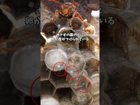 壮絶なワンオペ育児ももう終わり!?続々と第一子が誕生したアシナガバチ #アシナガバチ #昆虫観察