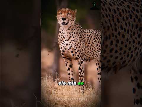 GUEPARDO VS LEOPARDO, QUAL A DIFERENÇA DOS DOIS ? ...  #richardrasmussen  #curiosidades  #animal