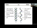 Exploring DNA and Protein Synthesis Concepts